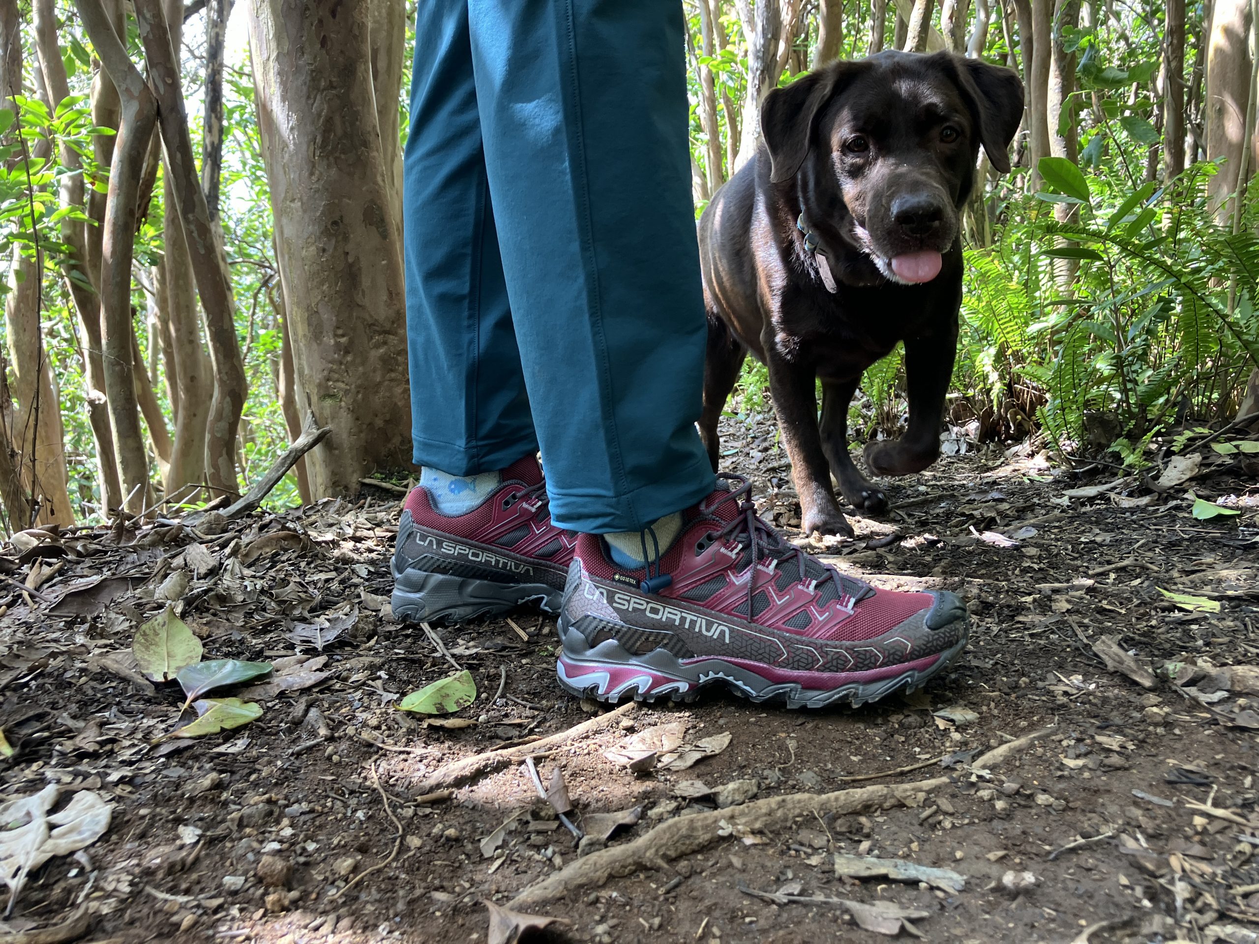 a close up of hiking shoes and a dog on a trail