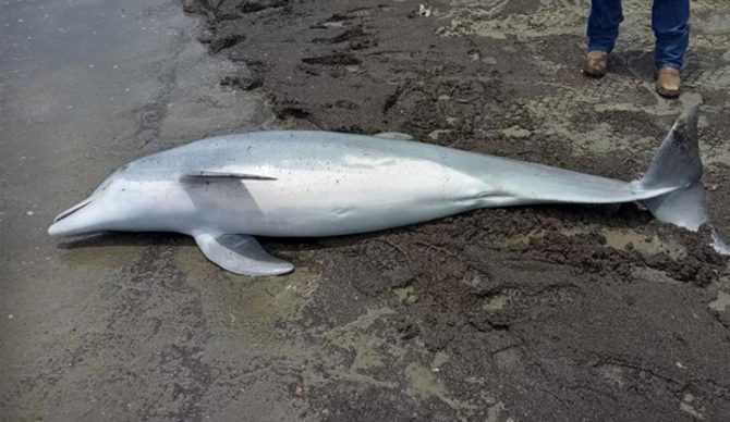 Juvenile bottlenose dolphin. Photo: Audubon Aquarium Rescue