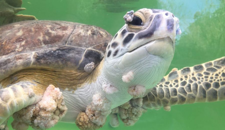 Teen Scientist Wins $10,000 for Figuring Out Why Green Sea Turtles Are ...