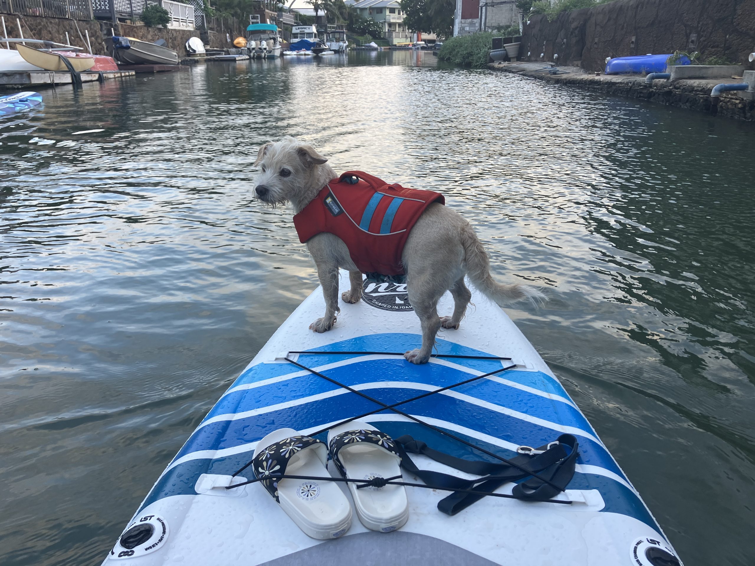 a dog on the nose of a NRS Jukdo paddle board 