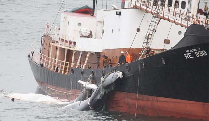 Iceland issues whaling permits