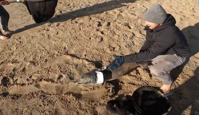 Seal stuck in Ralph Lauren hat