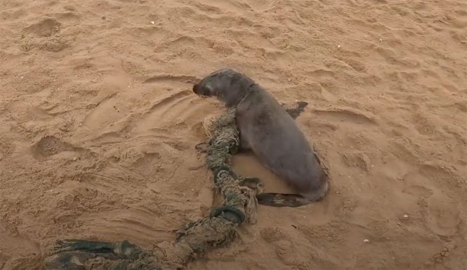 Baby seal in Namibia