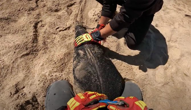 Seal in Hazmat suit