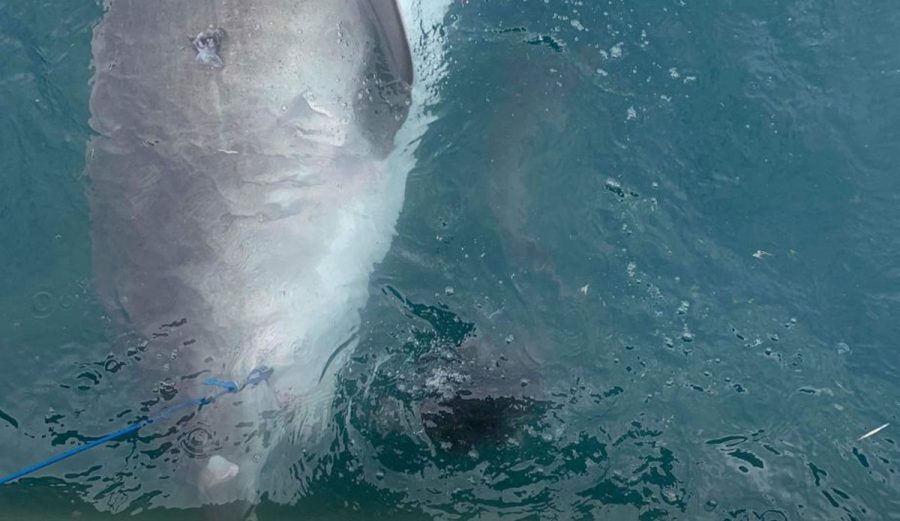 Tiger Shark Vomits Up Quill-Covered Echidna In Front of Stunned Students