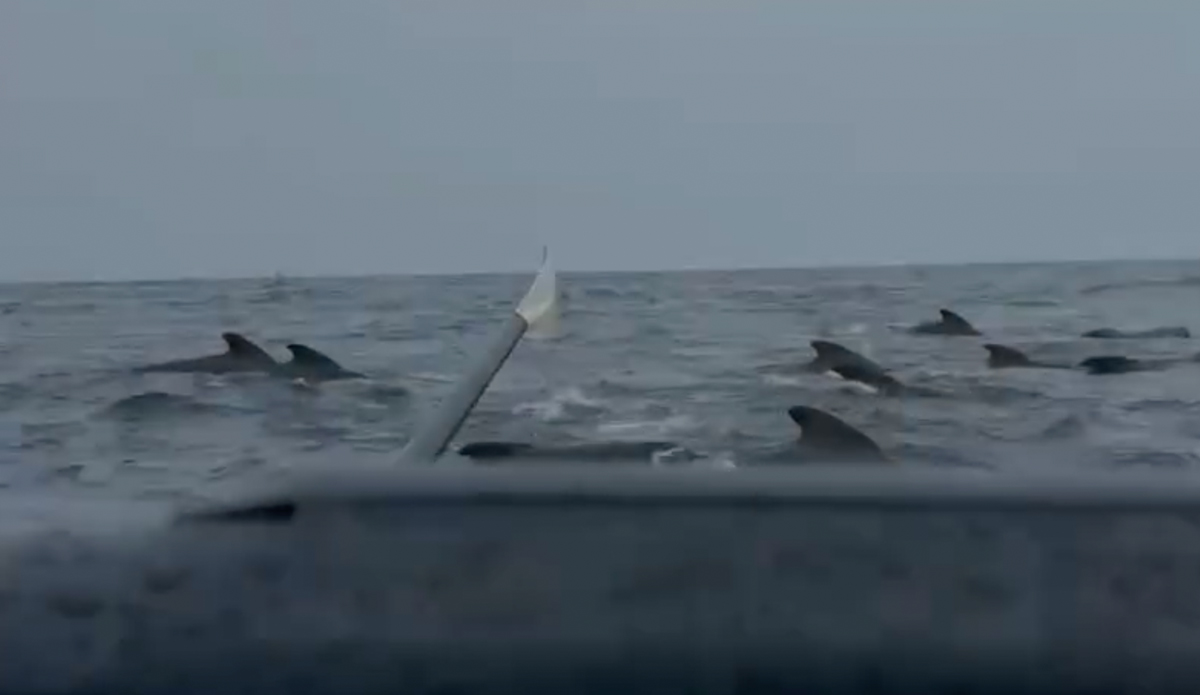 This pod of whales surrounded Tom Waddington on his solo crossing of the Atlantic. Photo: Tom Waddington // Instagram