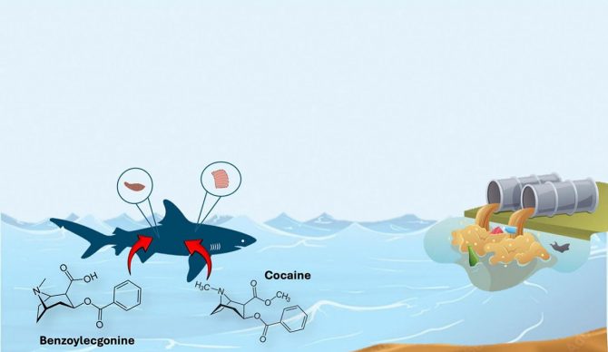 cocaine sharks in Brazil