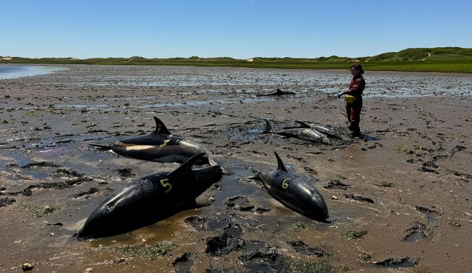 dolphin stranding on Cape Cod