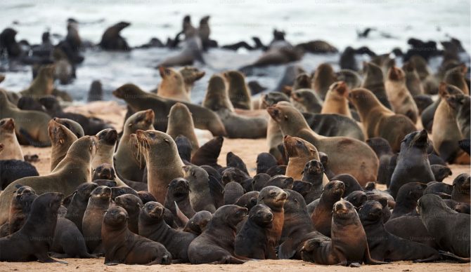 fur seal population
