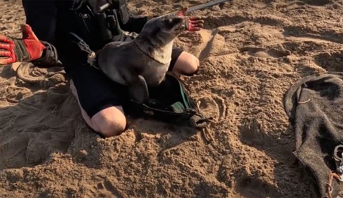 Fur seal in Namibia