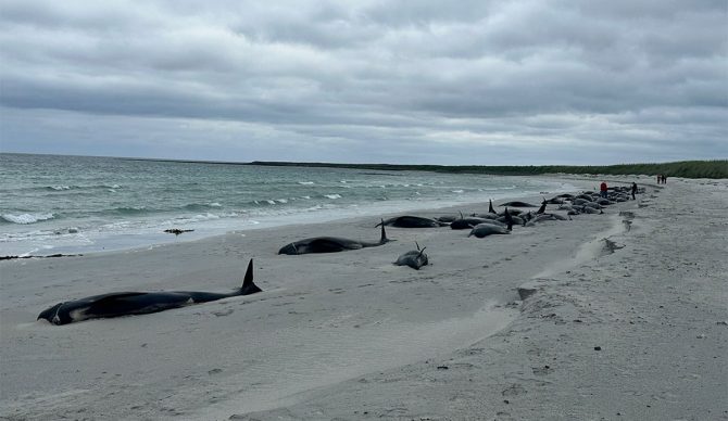 pilot whales mass stranding