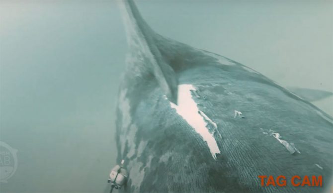 Basking shark boat strike