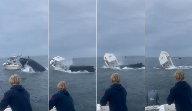 Breaching Whale lands on fishing boat