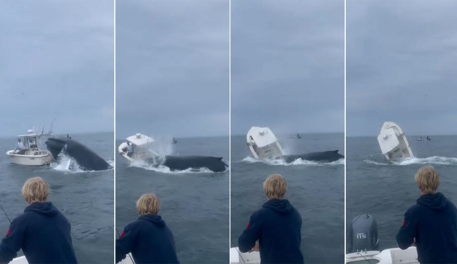 Breaching Whale Lands Directly on Top of a Fishing Boat