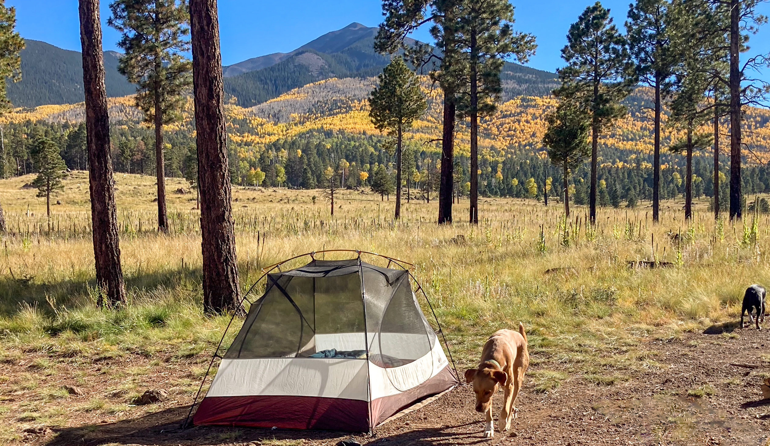 two dogs and a backpacking tent in front of a beautiful background