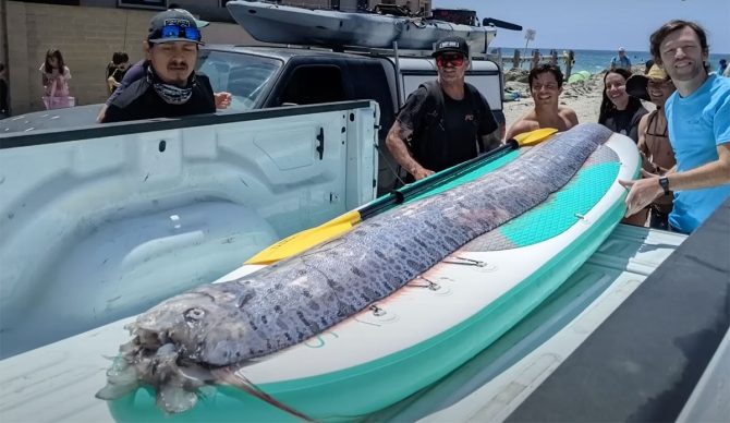 oarfish