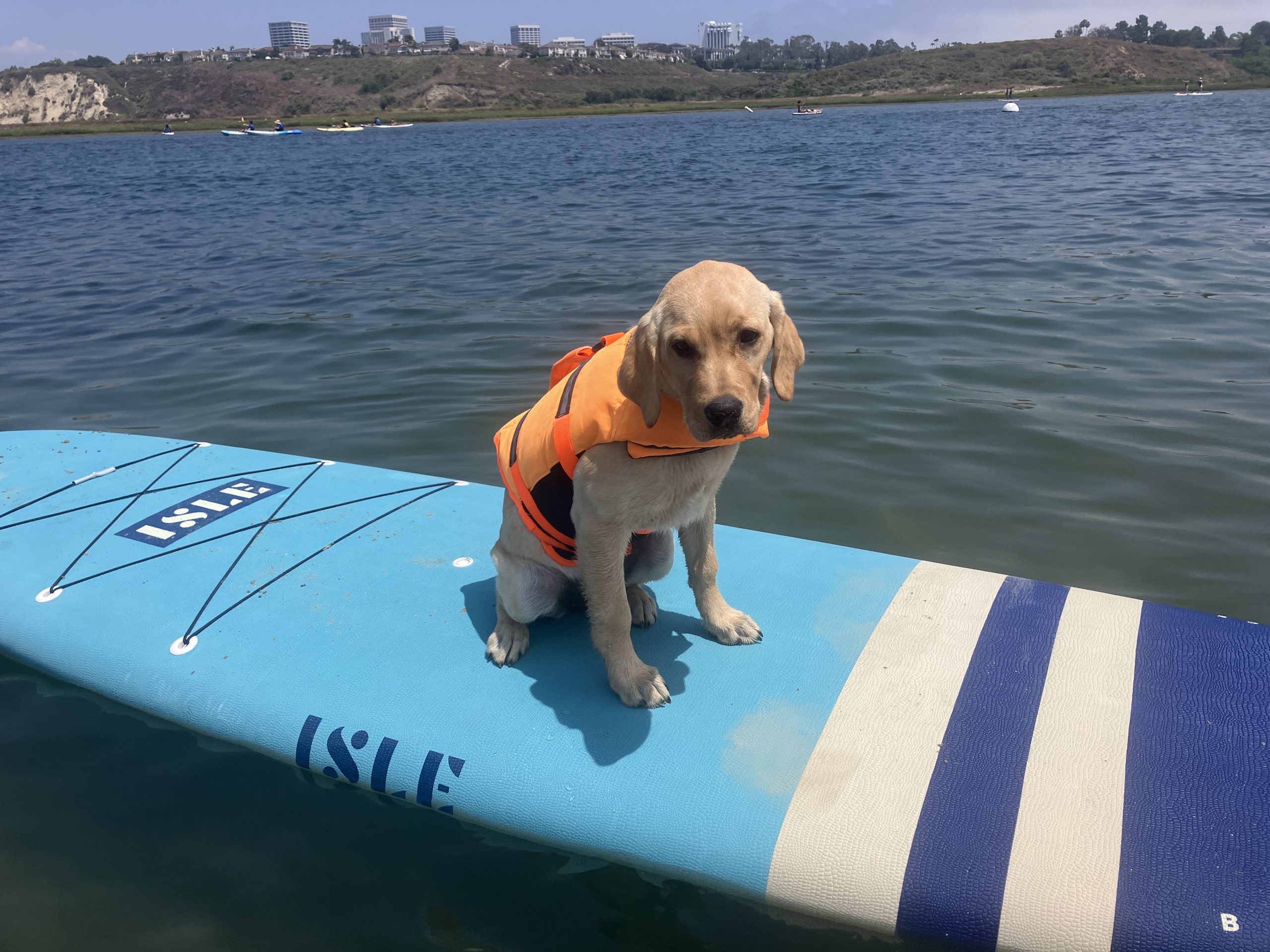 a dog on a paddle board