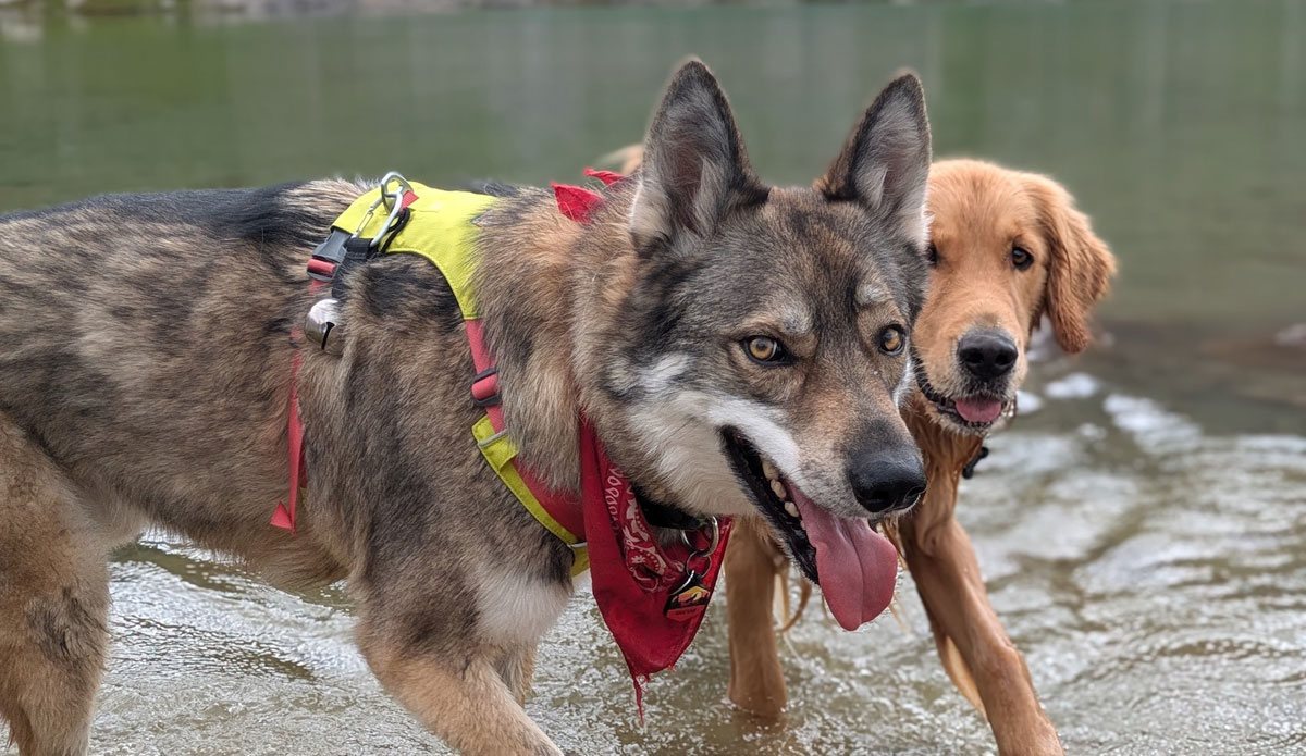 Ruffwear Press Paws