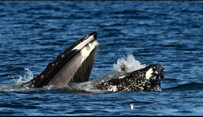 humpback whale with seal in mouth