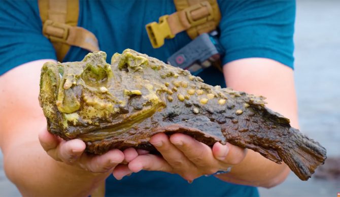 stonefish captured