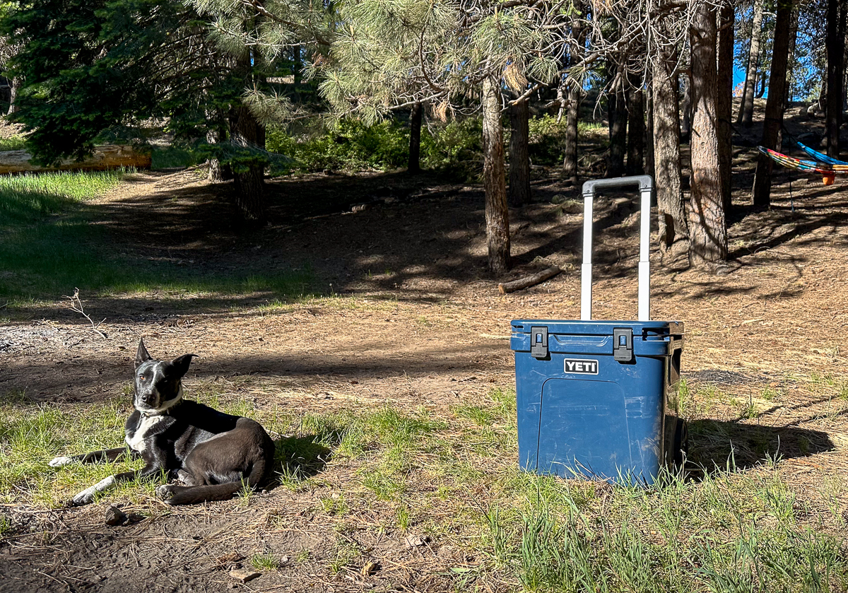 dog next to cooler