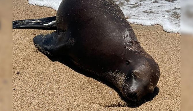 The two-year-old California sea lion was found shot in the back at Bolsa Chica State Beach. Photo: NOAA