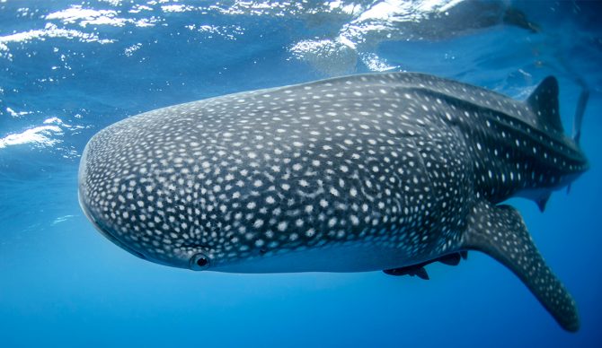 Whale sharks might be finding themselves in the path of ships more often in the future. Photo NOAA Unsplash