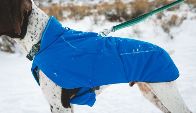 Ruffwear Winter Gear: Keep Your Dog Ready for Any Adventure This Season