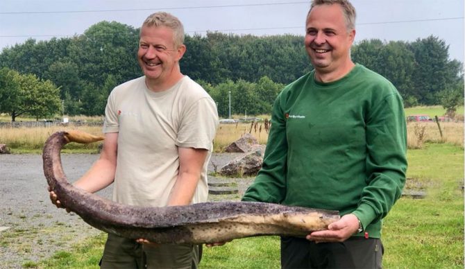 beach cleanup crew finds whale penis