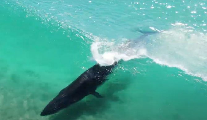 Bryde's whale surfing