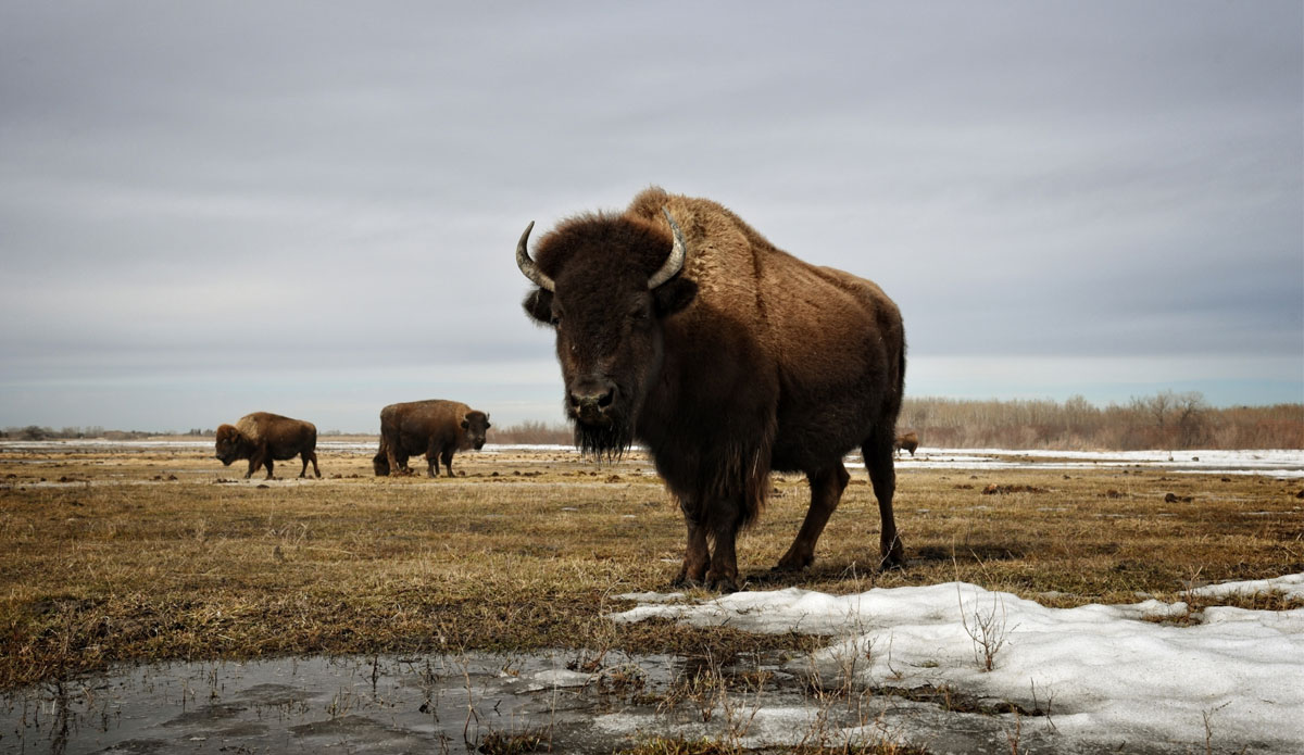 Midewin National Tallgrass Prairie