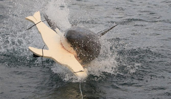 Researchers tested the LED deterrents using a silhouette of a seal. Photo: Current Biology