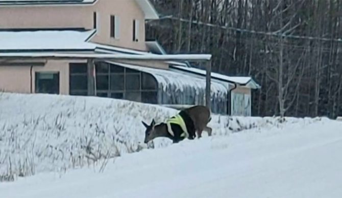 deer in high-vis jacket