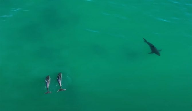 dolphins messing with great white shark