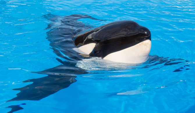 Keto the Orca Dies at Loro Parque After a Lifetime in Tanks