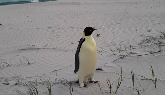 emperor penguin in Australia