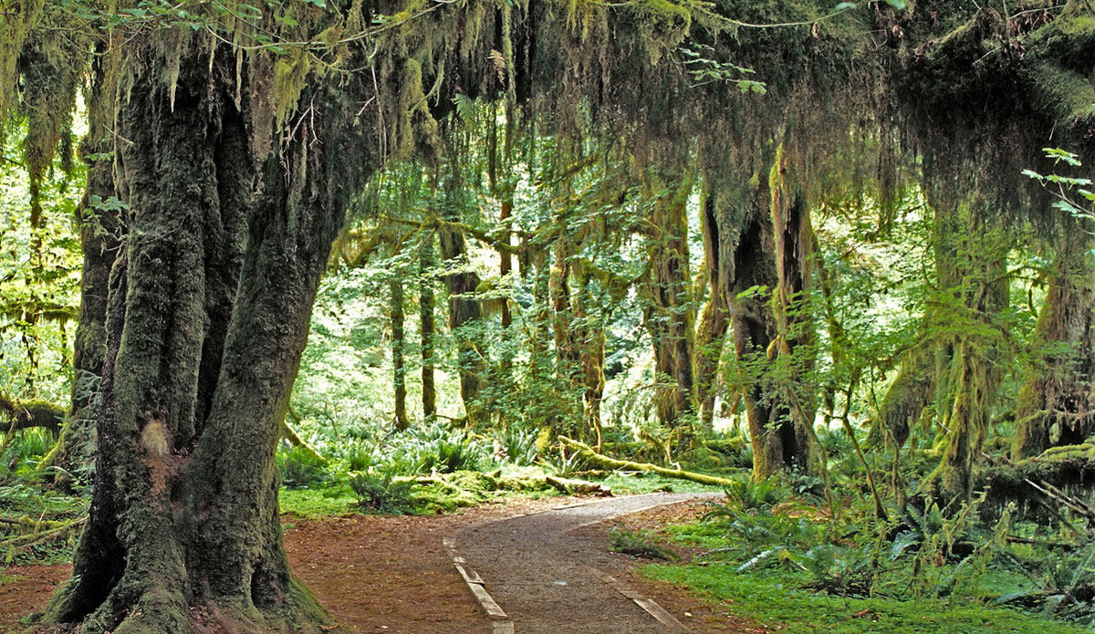 Hoh Rainforest