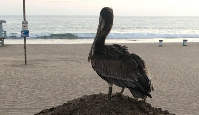 Brown Pelicans have been enduring a mysterious ailment and nobody knows why. Photo: Nikolai Barkats