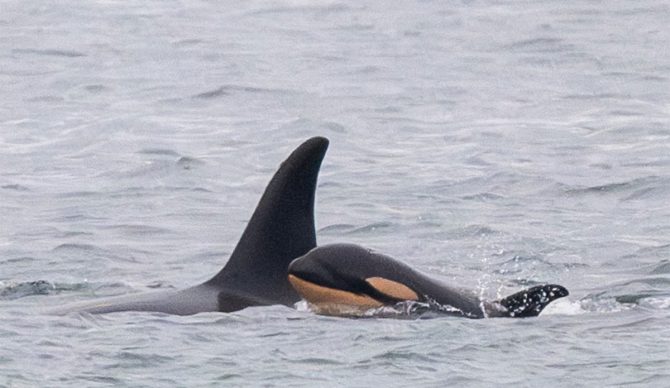 tahlequah the killer whale with new calf