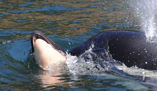 orca with dead calf