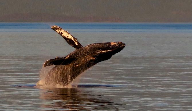 researchers stunned at humpback whale journey