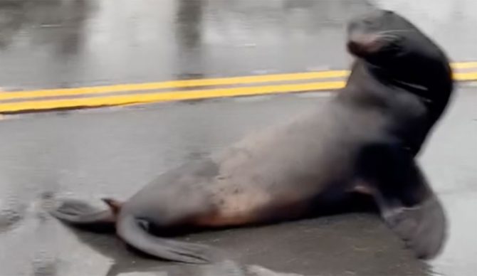 sea lion on highway