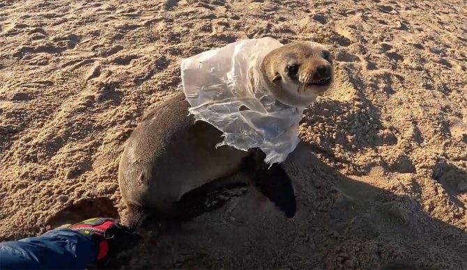 seal pup with plastic bag