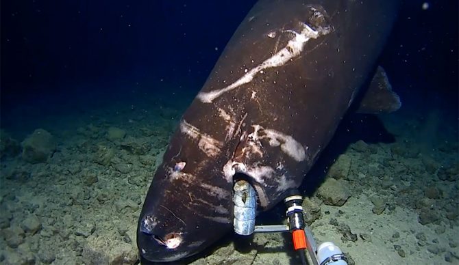 pacific sleeper shark