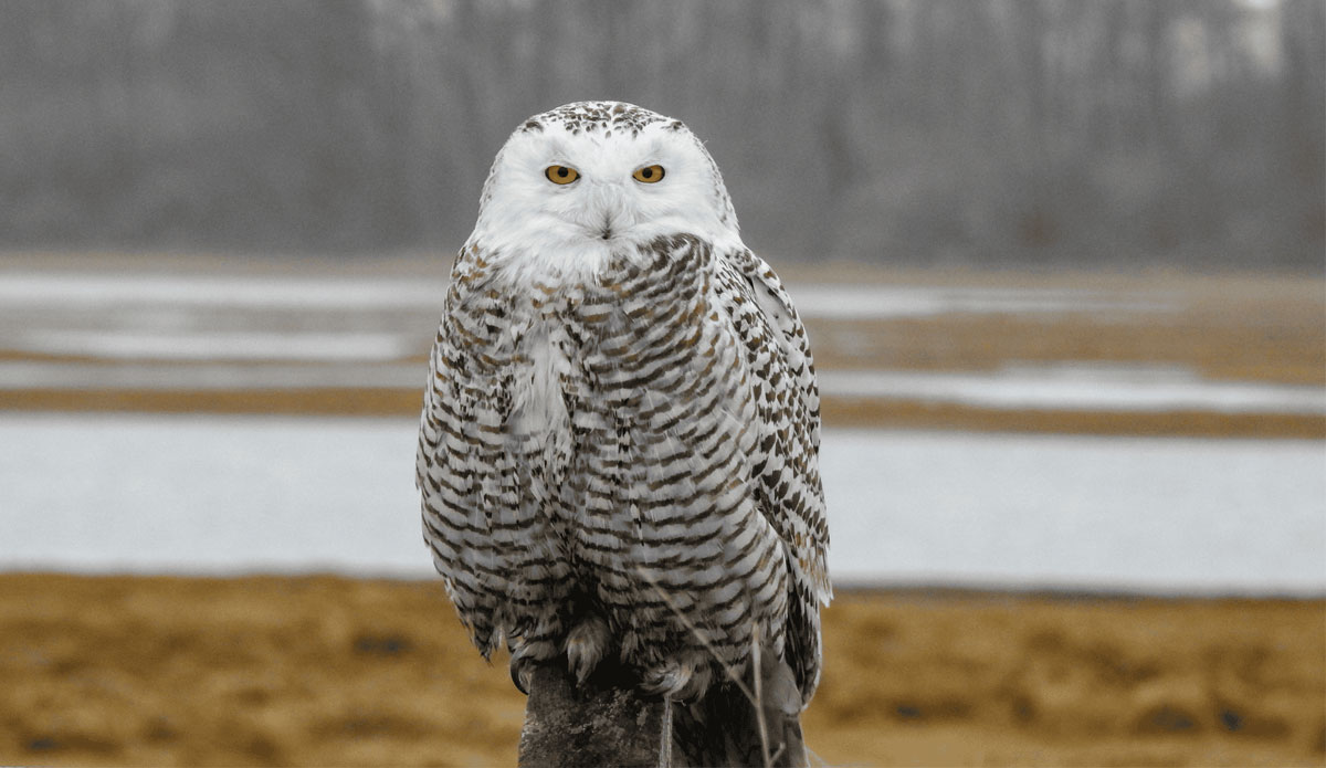 Parker River National Wildlife Refuge