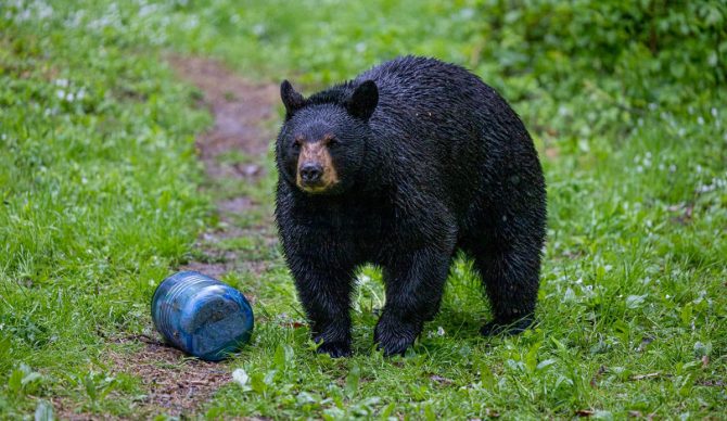 Are Bear Canisters Overpriced?