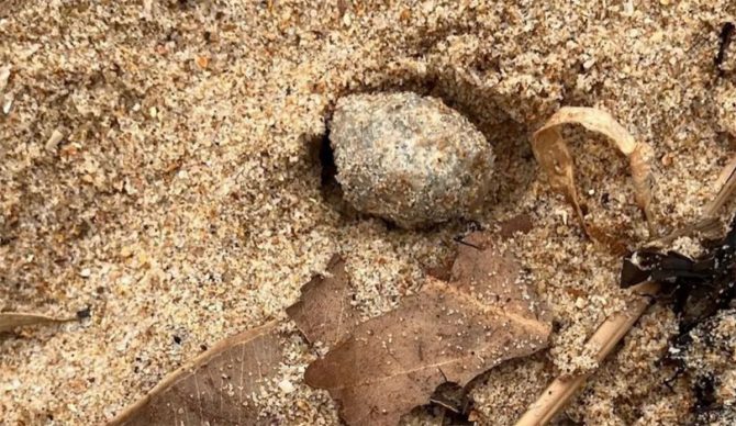 mysterious balls on Sydney beach