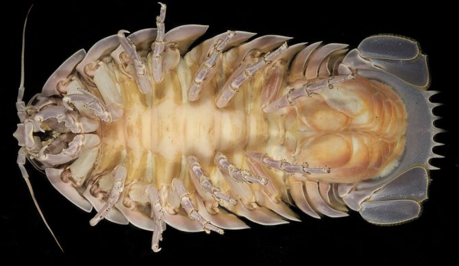 Giant isopod Vader