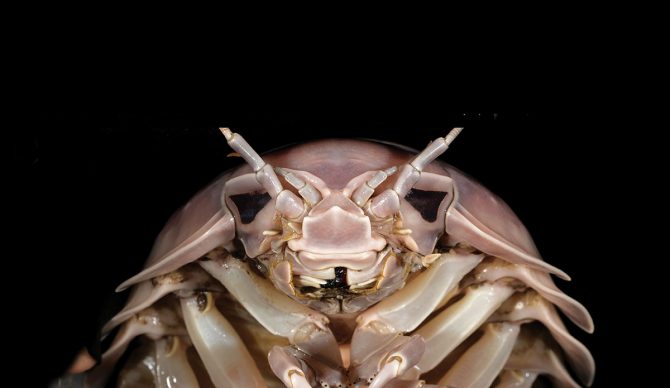 isopod species