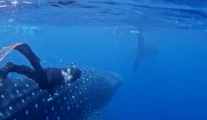 whale shark mating